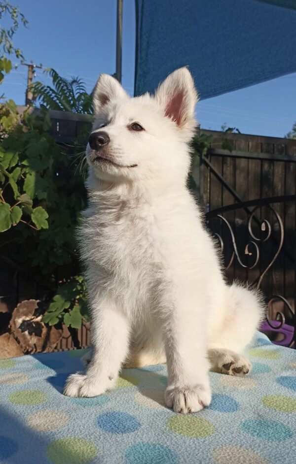 Everest White Swiss Shepherd Everest White Swiss Shepherd