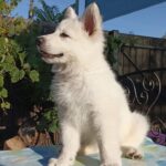 Everest-male-White-Swiss-Shepherd-puppy-for-sale-4