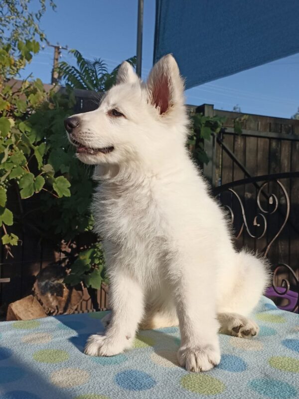 Everest White Swiss Shepherd Everest White Swiss Shepherd