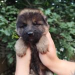 Falcon-male-German-Shephard-puppy-for-sale-1
