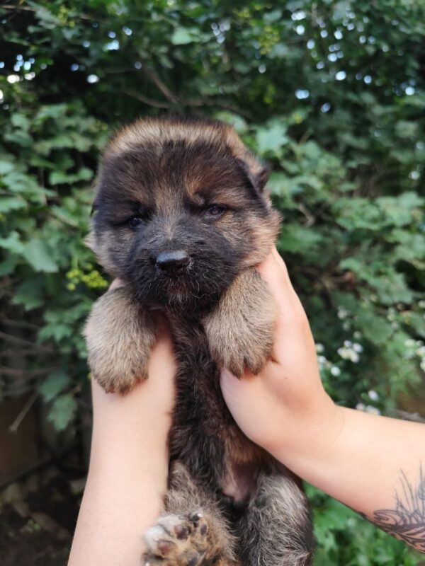Falcon German Shepherd Falcon German Shepherd