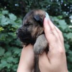 Falcon-male-German-Shephard-puppy-for-sale-1