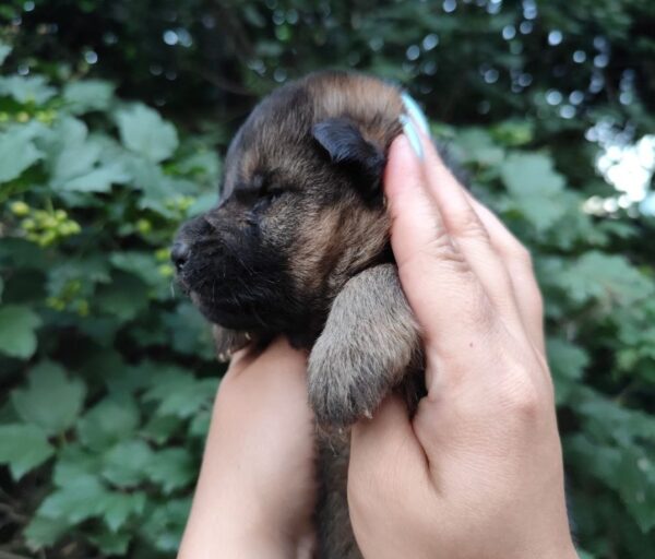 Falcon German Shepherd Falcon German Shepherd