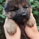 Falcon-male-German-Shephard-puppy-for-sale-2