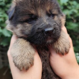 Falcon German Shepherd Falcon German Shepherd