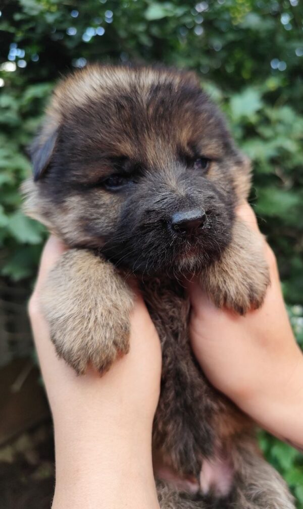 Falcon German Shepherd Falcon German Shepherd