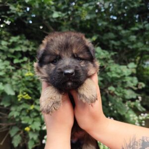 Fargo German Shepherd Fargo German Shepherd