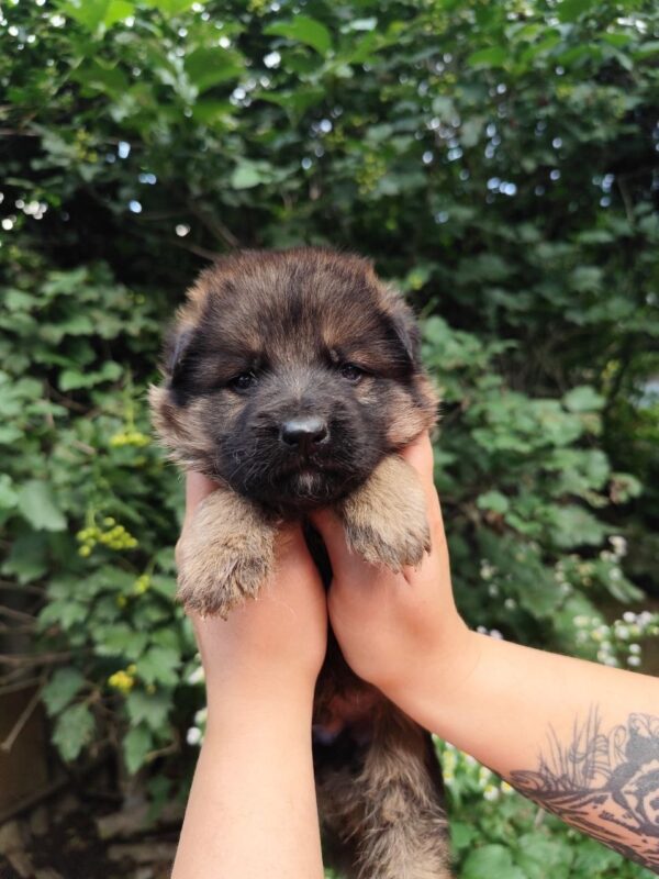 Fargo German Shepherd Fargo German Shepherd