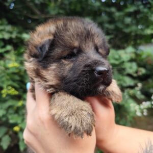 Fargo German Shepherd Fargo German Shepherd