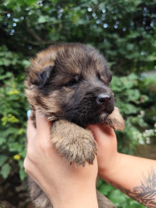 Fargo German Shepherd Fargo German Shepherd