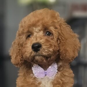 Farida Cavapoo Farida Cavapoo