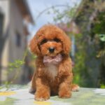 Farida-female-cavapoo-puppy-for-sale- (1)