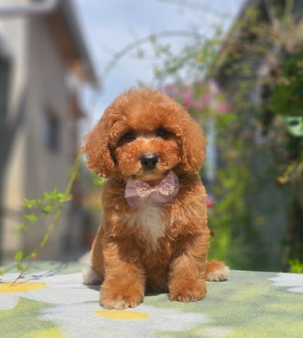 Farida Cavapoo Farida Cavapoo