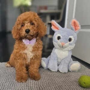 Farida Cavapoo Farida Cavapoo