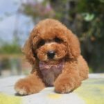 Farida-female-cavapoo-puppy-for-sale- (2)
