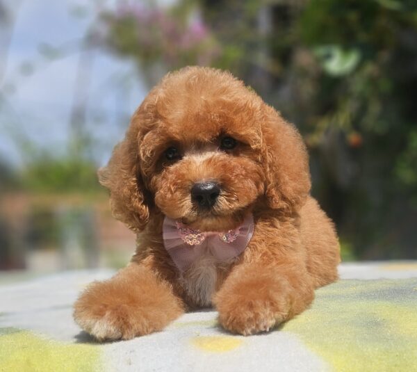 Farida Cavapoo Farida Cavapoo