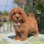Farida-female-cavapoo-puppy-for-sale- (3)
