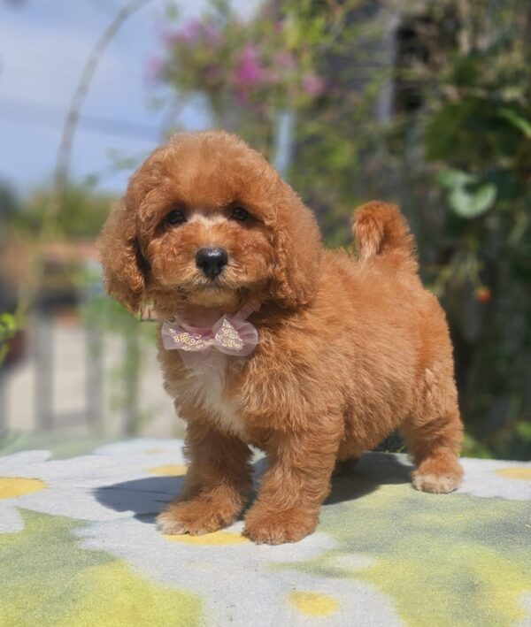 Farida Cavapoo Farida Cavapoo