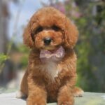 Farida-female-cavapoo-puppy-for-sale- (4)