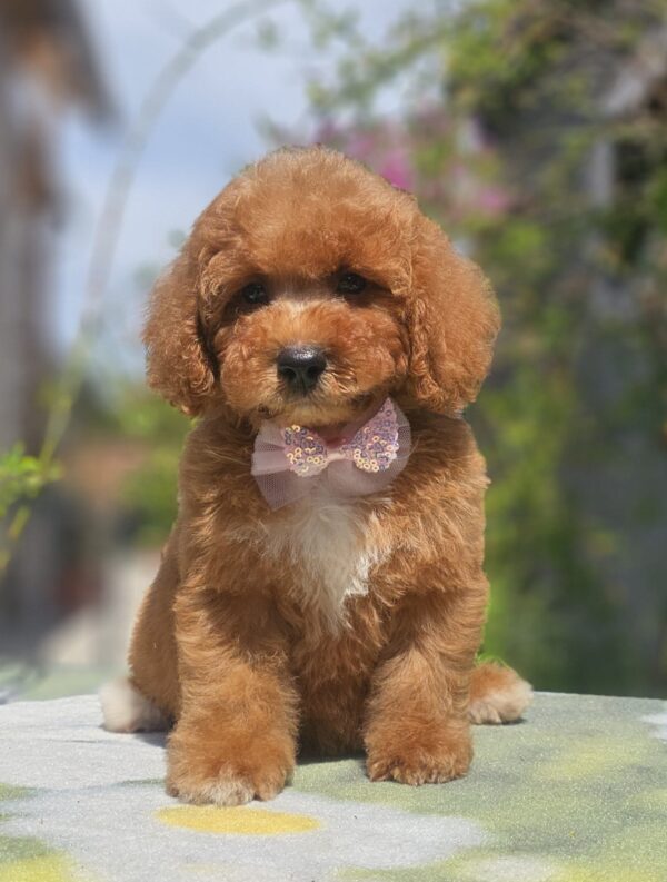 Farida Cavapoo Farida Cavapoo