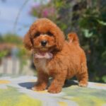 Farida-female-cavapoo-puppy-for-sale- (5)