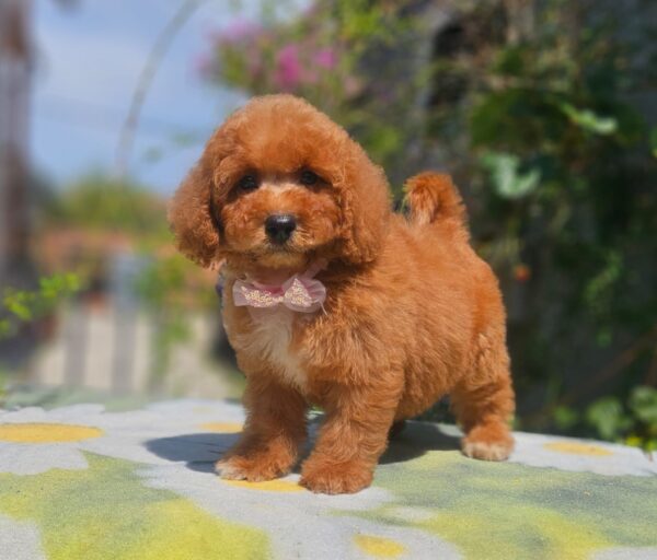 Farida Cavapoo Farida Cavapoo
