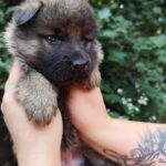 Fayna-female-German-Shephard-puppy-for-sale-1