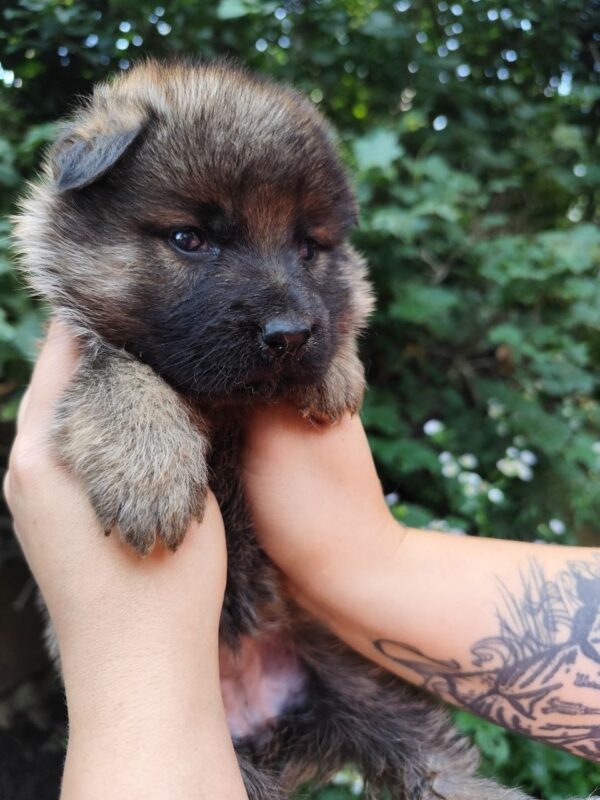 Fayna German Shepherd Fayna German Shepherd