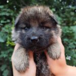 Fayna-female-German-Shephard-puppy-for-sale-2