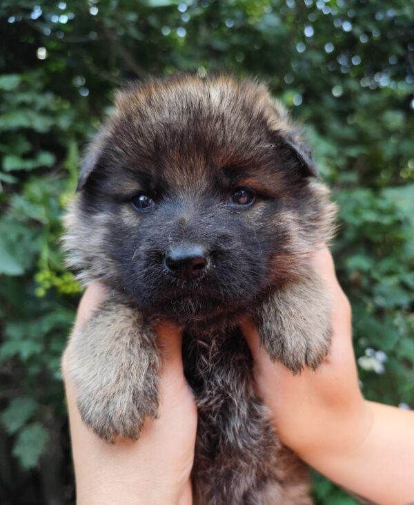 Fayna German Shepherd Fayna German Shepherd
