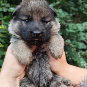 Fayna German Shepherd Fayna German Shepherd