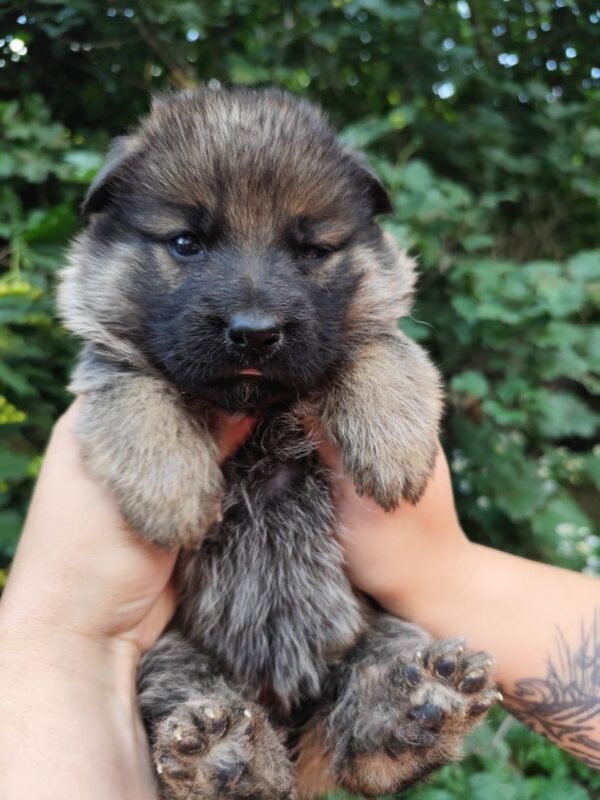 Fayna German Shepherd Fayna German Shepherd