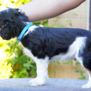 Filius King Charles Spaniel Filius King Charles Spaniel