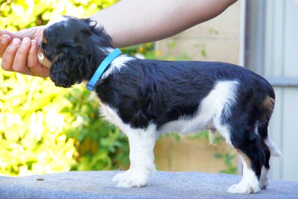 Filius King Charles Spaniel Filius King Charles Spaniel