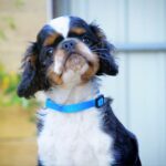 Filius-male-King-puppy-for-sale-2