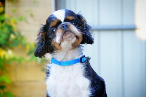 Filius King Charles Spaniel Filius King Charles Spaniel