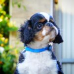 Filius-male-King-puppy-for-sale-3