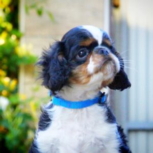 Filius King Charles Spaniel Filius King Charles Spaniel