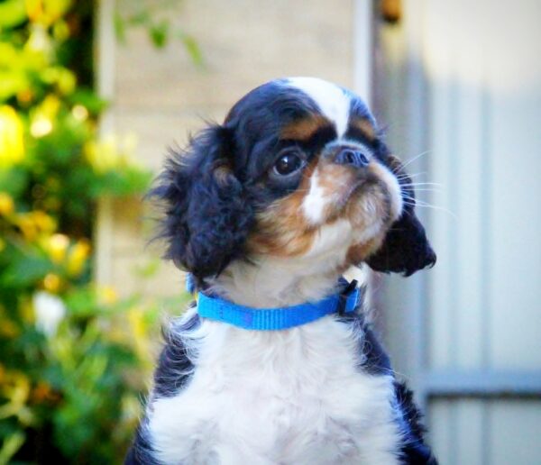 Filius King Charles Spaniel Filius King Charles Spaniel