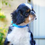 Filius-male-King-puppy-for-sale-4