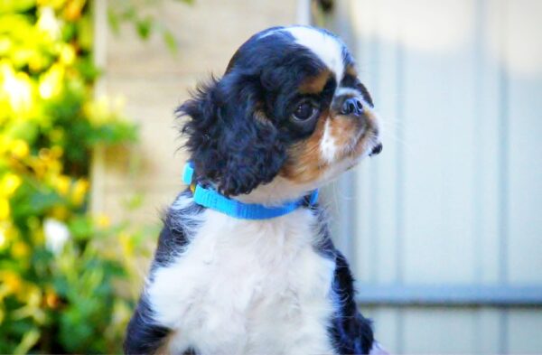 Filius King Charles Spaniel Filius King Charles Spaniel