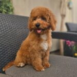 Fiona-female-cavapoo-puppy-for-sale- (1)