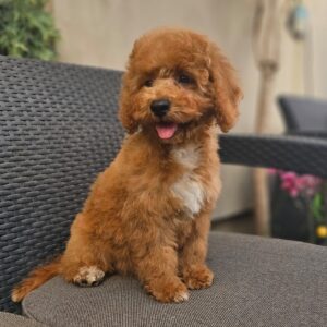 Fiona Cavapoo Fiona Cavapoo