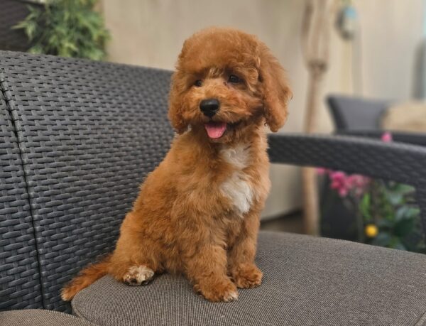 Fiona Cavapoo Fiona Cavapoo