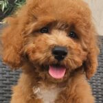 Fiona-female-cavapoo-puppy-for-sale- (2)