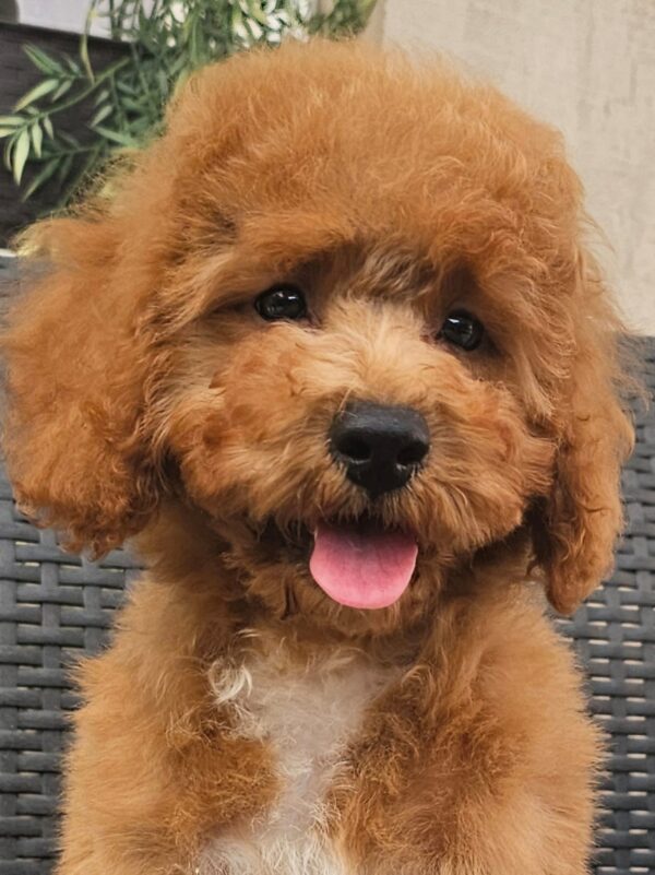 Fiona Cavapoo Fiona Cavapoo