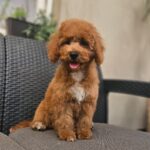 Fiona-female-cavapoo-puppy-for-sale- (3)