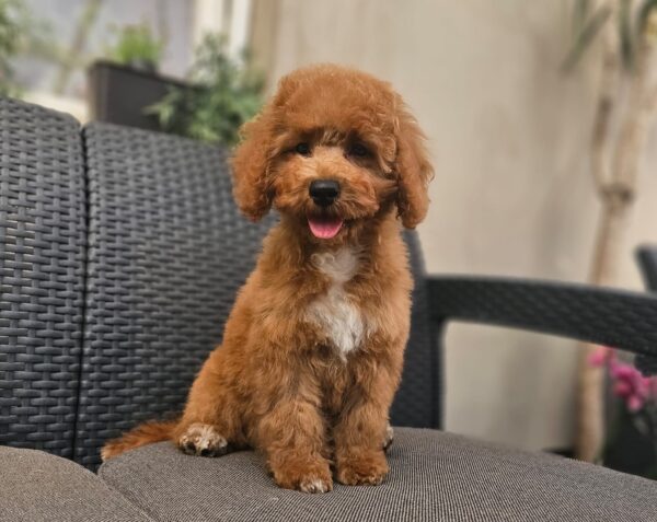 Fiona Cavapoo Fiona Cavapoo