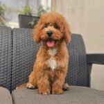 Fiona-female-cavapoo-puppy-for-sale- (4)