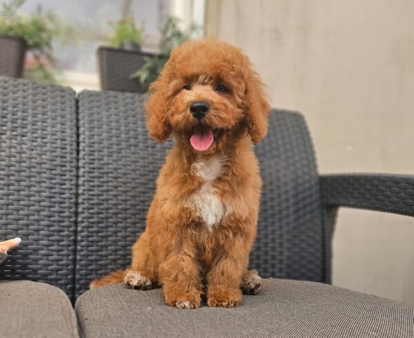 Fiona Cavapoo Fiona Cavapoo